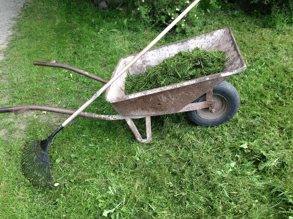 Manually collecting the chopped-off grass from the ground.