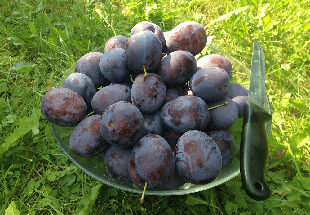 Plums: one of the system’s profitable products.