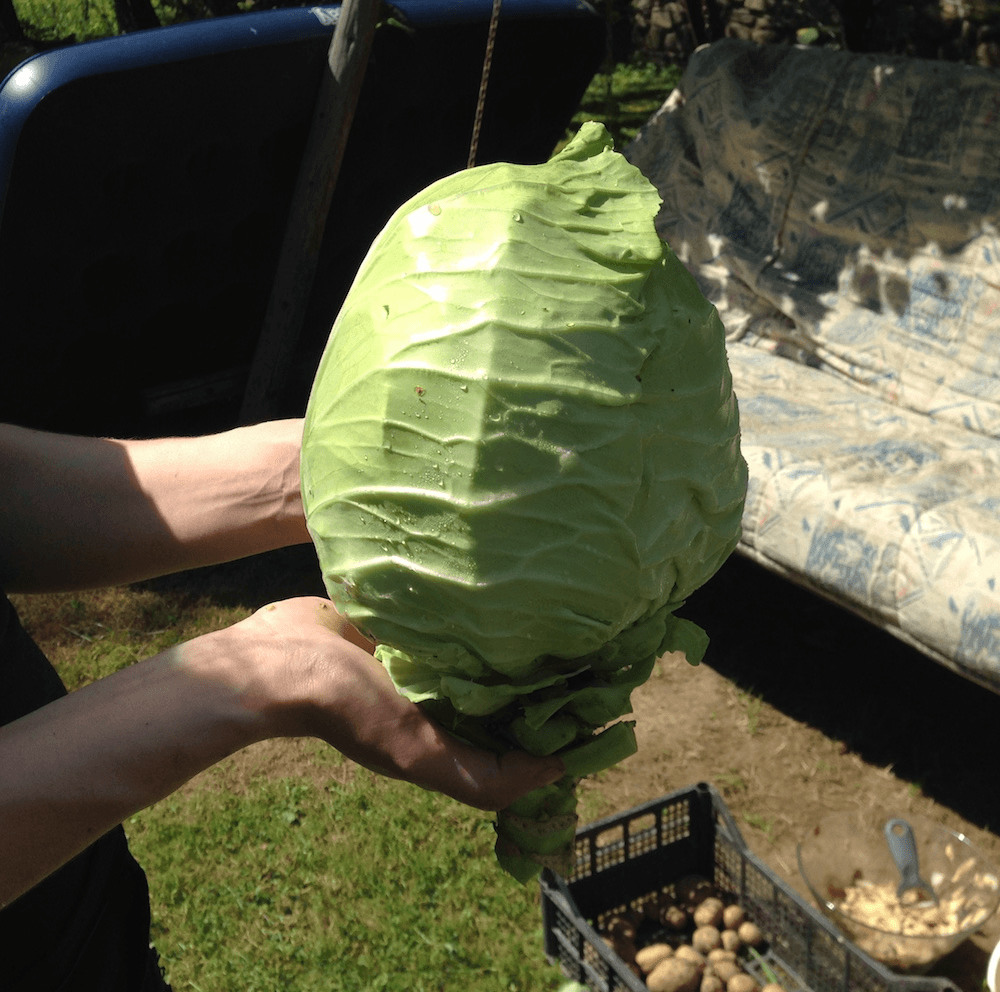 Cabbage: one of the system’s profitable products.