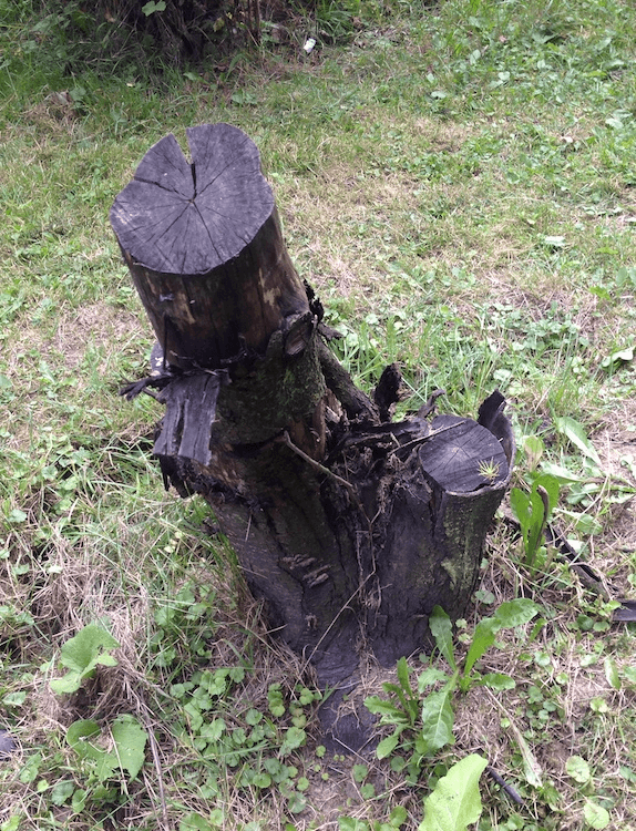 Dead tree found during the refactoring.